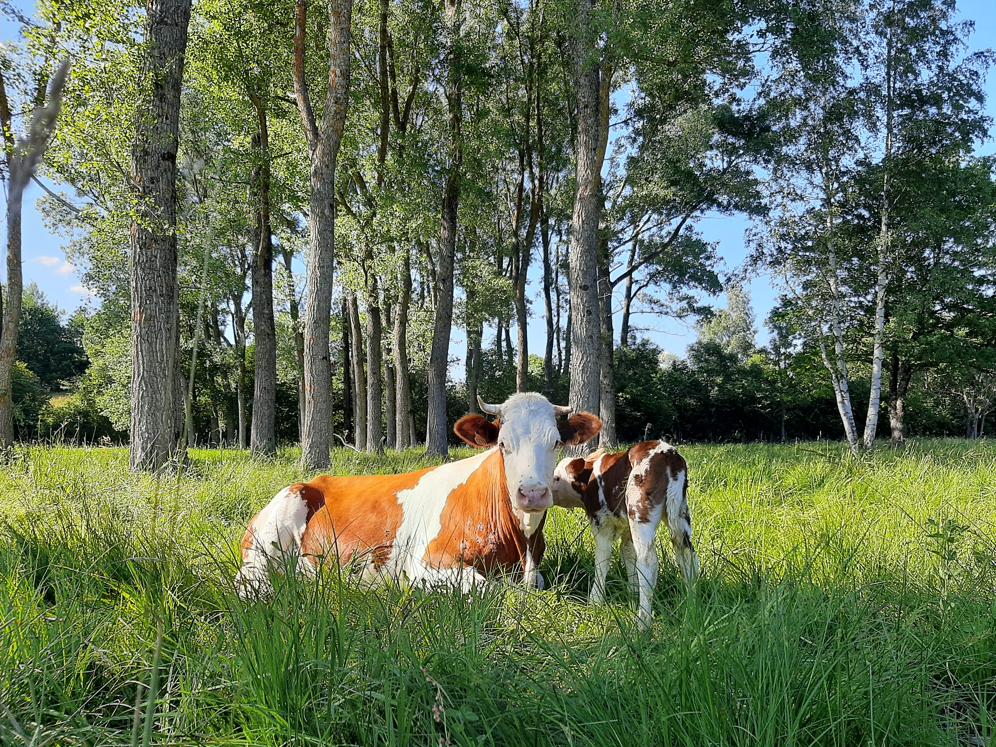 Troupeau GAEC Normand